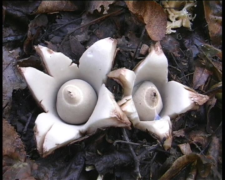 Geastrum  triplex   Junghuhn